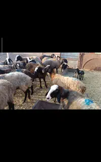میش