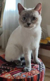 واگذاری  گربه ماده اصیل اسکاتیش