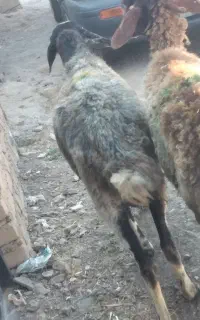 شیشک چاق