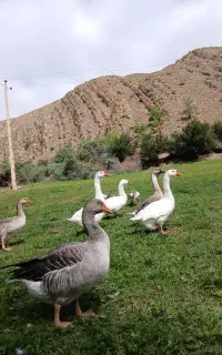 مرغ خروس اردک غاز