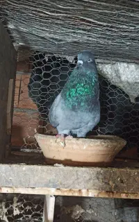 تکپر بشرط ۵ساعت پرواز