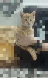 گربه