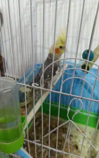 عروس هلندی سخنگو