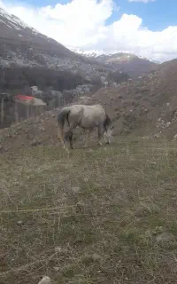 اسب مادیان درجه یک همراه کره ش مادیان