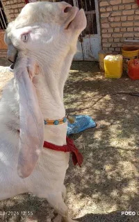 نربز گلابی