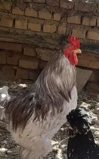 پرنده