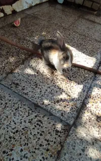 خرگوش