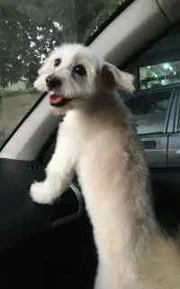گمشده