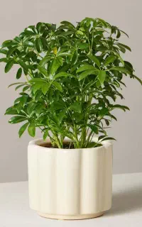 گلدان طبیعی