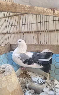 یو جفت کبوتر نقش و تزئینی