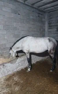 اسب فروشی
