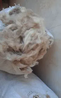 پشم تازه گوسفند
