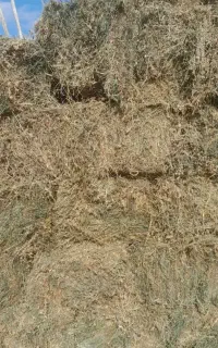 مقدار ۱۰۰کیلو یونجه پرس