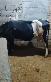 گاو