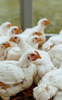 فروش مرغ زنده گوشتی کیلو230 زنده روستای هیربدان