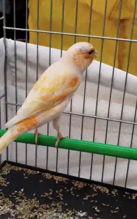 قناری ماده