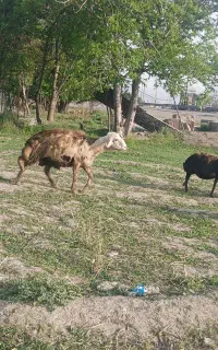 قوچ