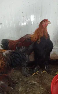 مرغ و خروس برهما