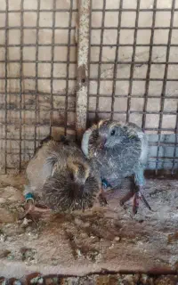 پلاکی