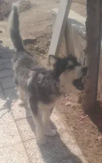 توله هاسکی دوماهه