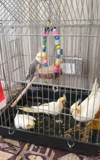 عروس هلندی