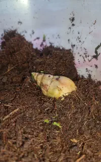 خاک مخصوص بستر حلزون