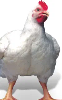 کارگر مرغداری