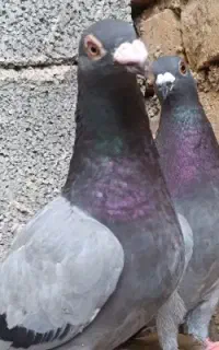 معاوضه