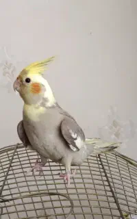 جوجه عروس هلندی