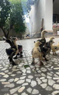 جوجه برهما
