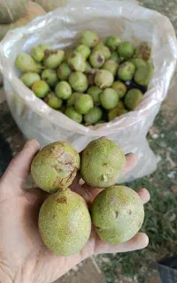 گردو درشت تازه