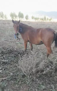 کره اسب ماده..معاوضه با گوسفند یا بز