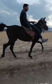 اسب نریان کرد