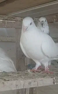 کفتر چشم سفید