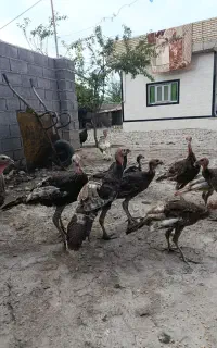 جوجه بوقلمون