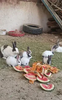 خرگوش