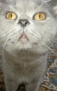 نر و ماده