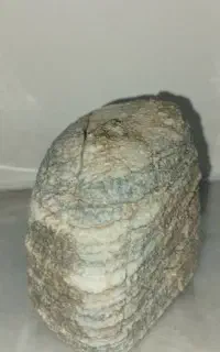 سنگ فسیل