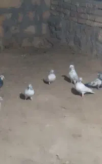 کبوتر معاضه ای