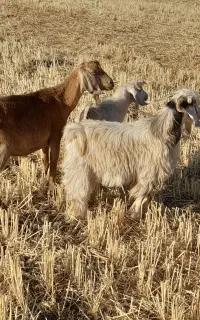 بز وبزغاله