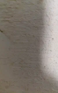 گندم