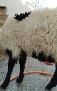 بره نر