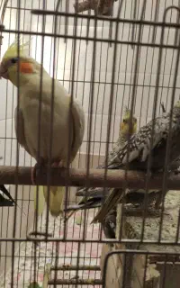 عروس هلندی