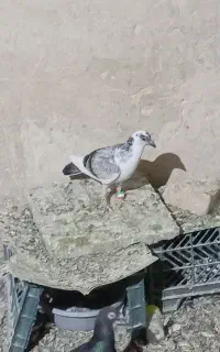 جوجه