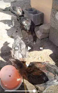 جوجه لاری
