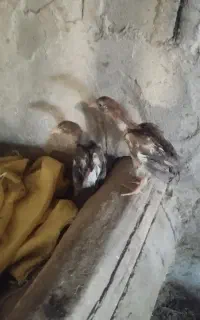 جوجه لاری
