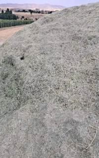 یونجه وینجه