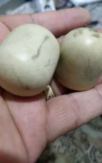 قدیمی