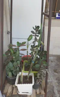 گلهای‌طبیعی‌زیبا