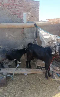 یک تروشک ویک بز